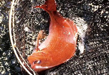 宇和島みかん鯛