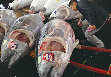 まぐろ問屋直送